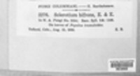 Ciborinia seaveri image